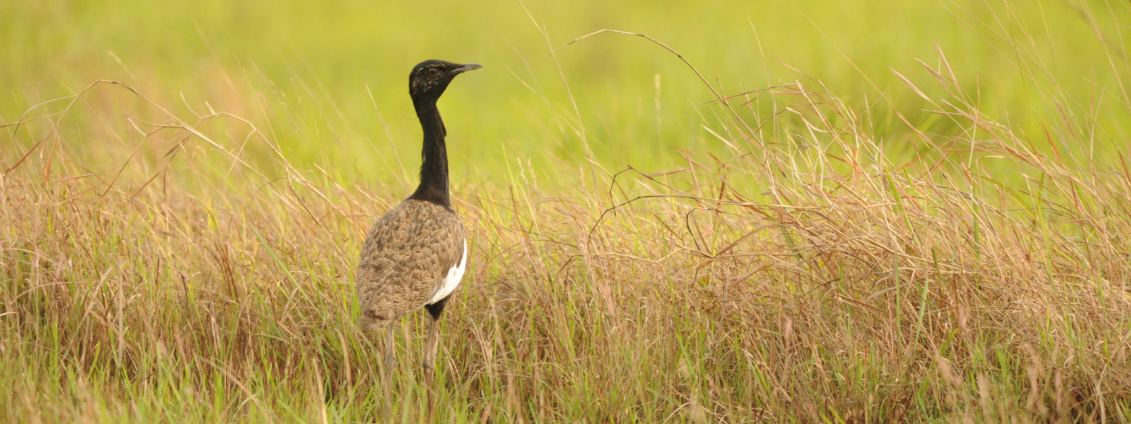 bird-image
