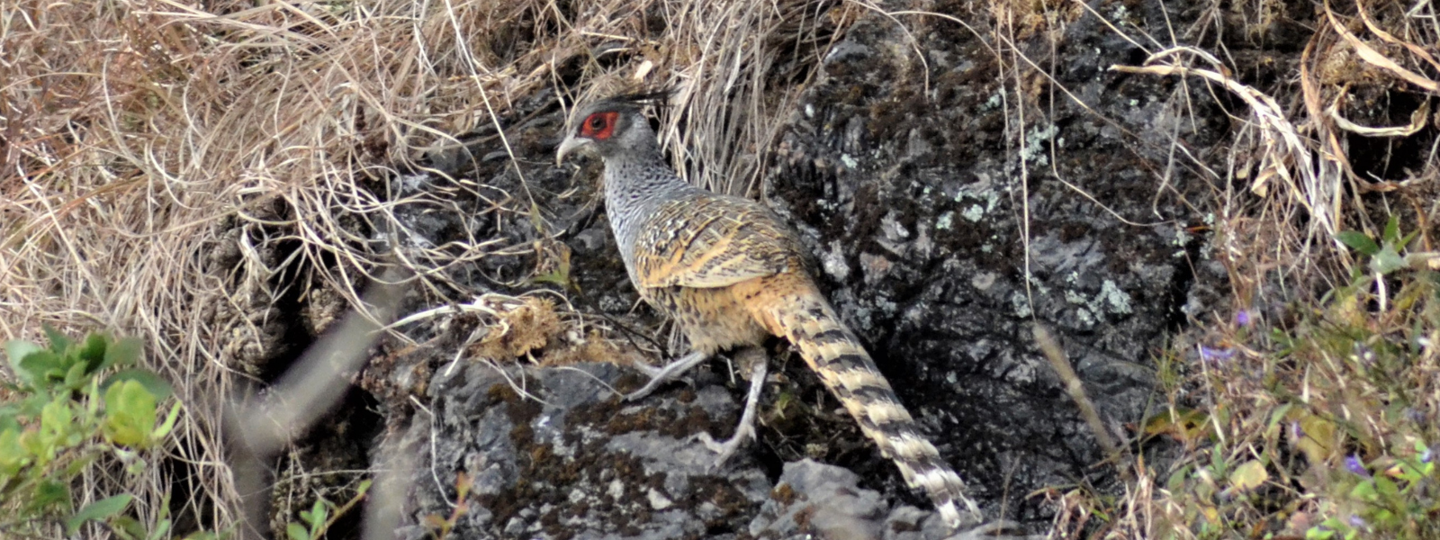 bird-image