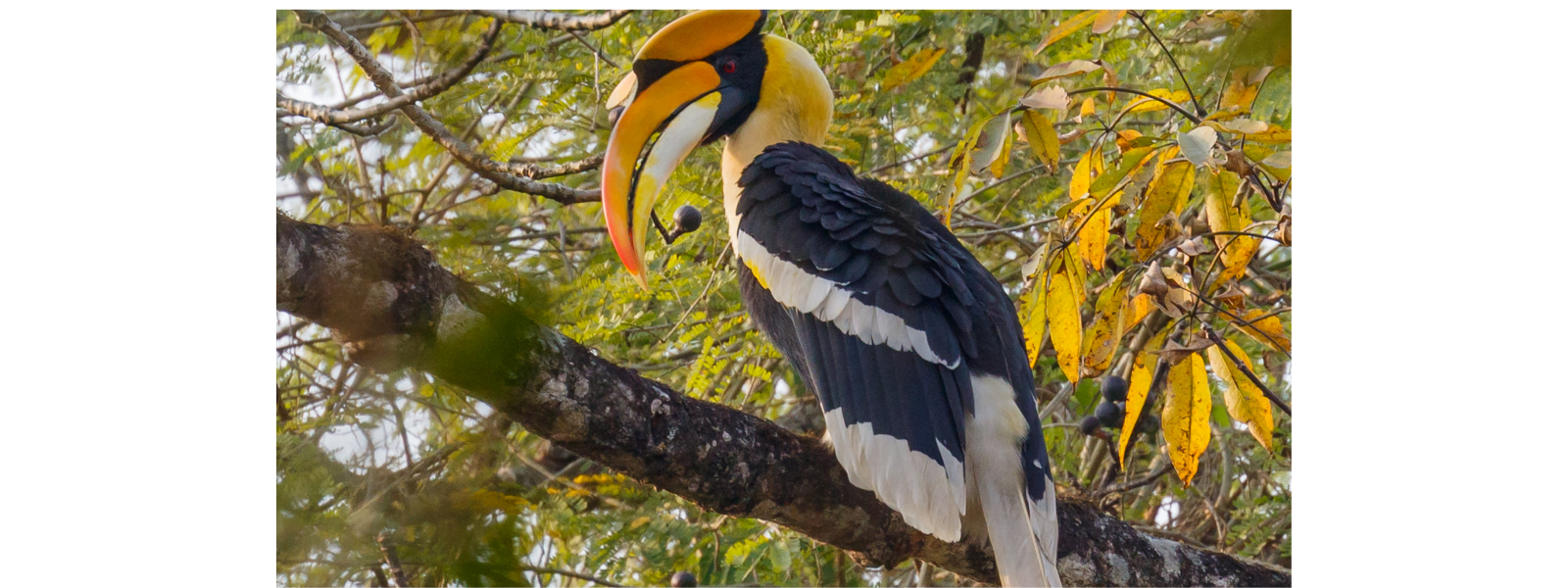Great Hornbill