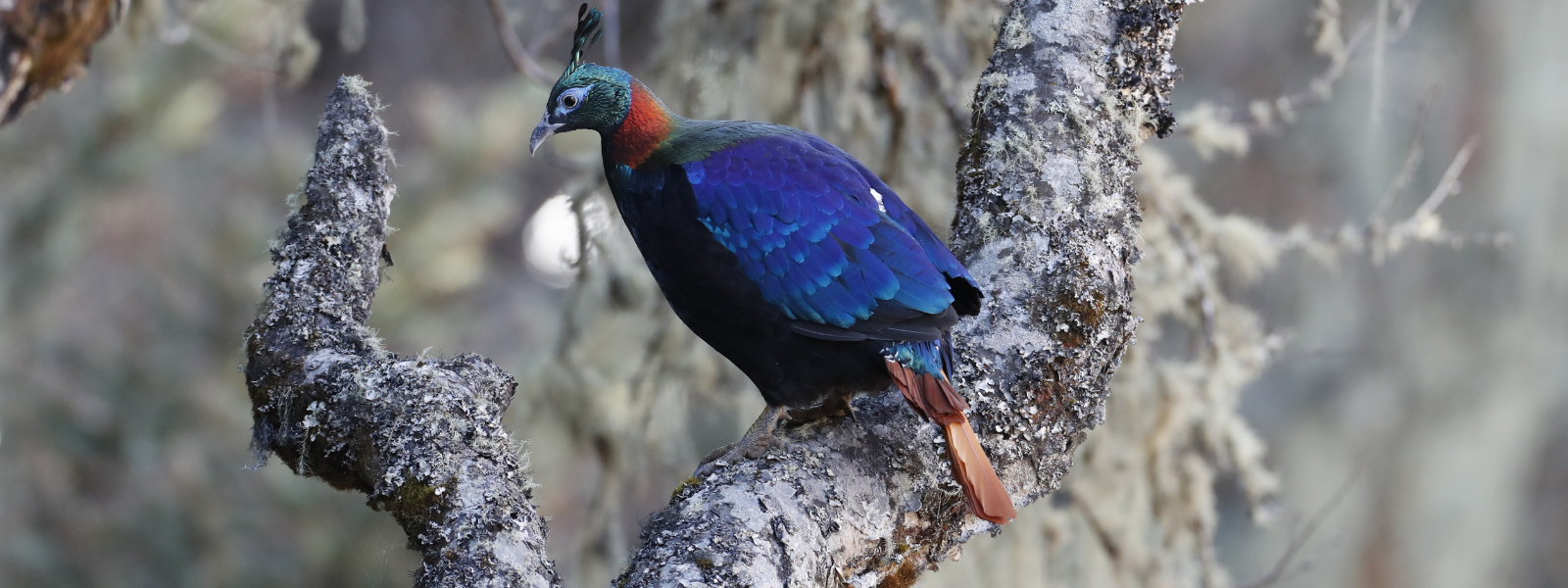 bird-image
