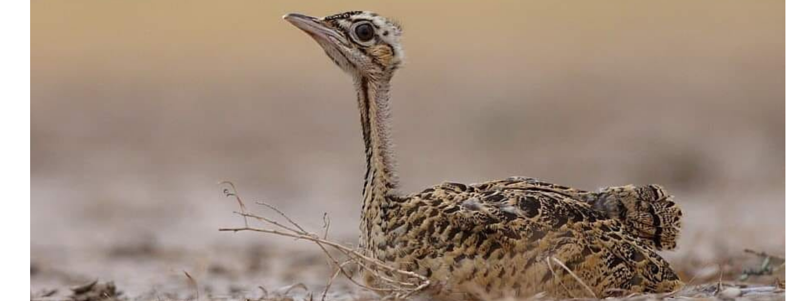 bird-image