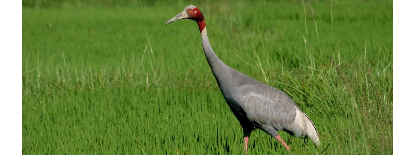 Sarus Crane