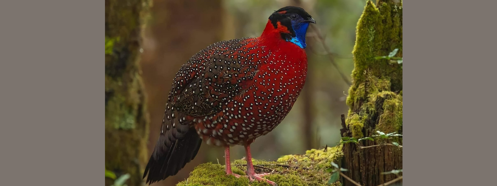 bird-image