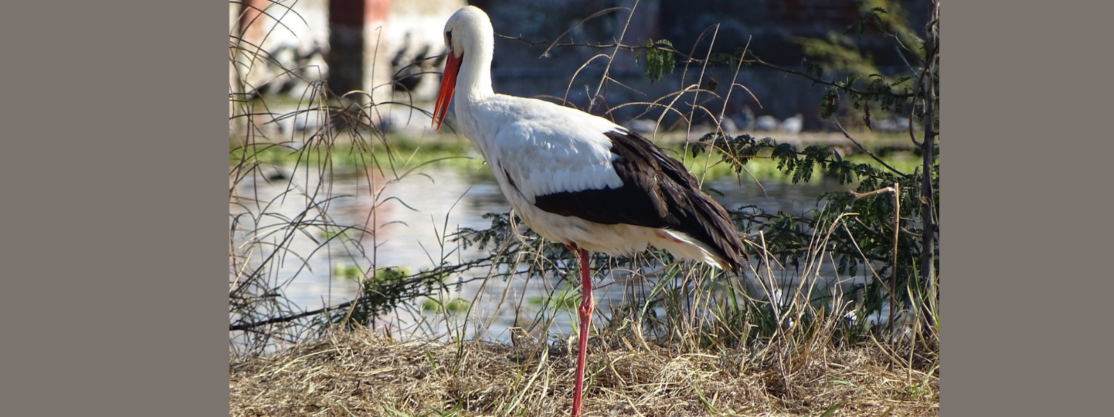bird-image