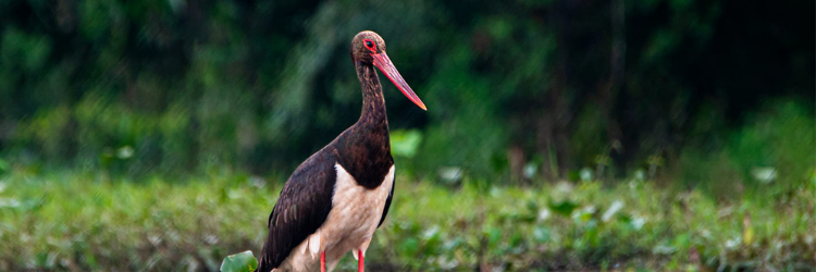 bird-image